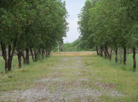 8) Li Id : 126 - Pic : 9.JPG